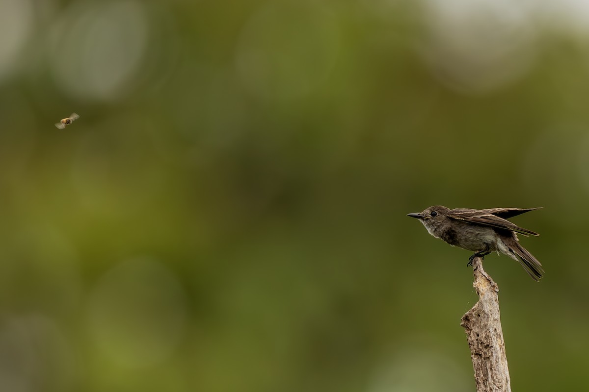 Blasskehl-Schnäppertyrann - ML645474326