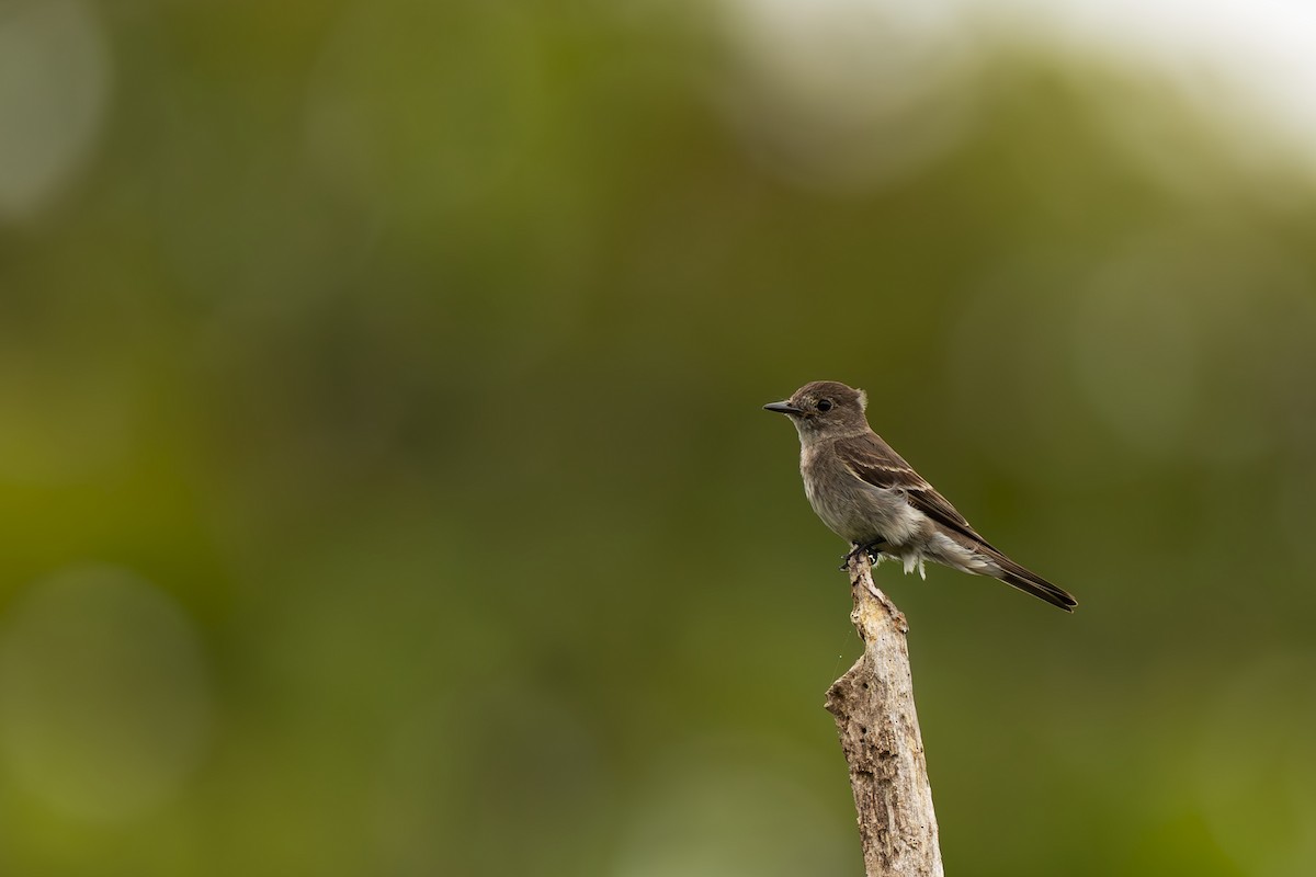 Blasskehl-Schnäppertyrann - ML645474327