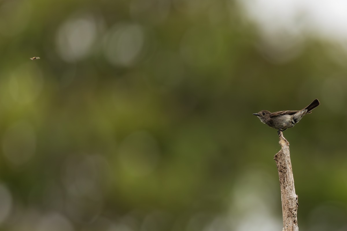 Blasskehl-Schnäppertyrann - ML645474328