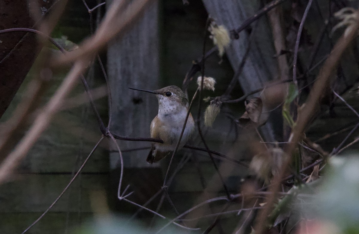 Rufous Hummingbird - ML645474332