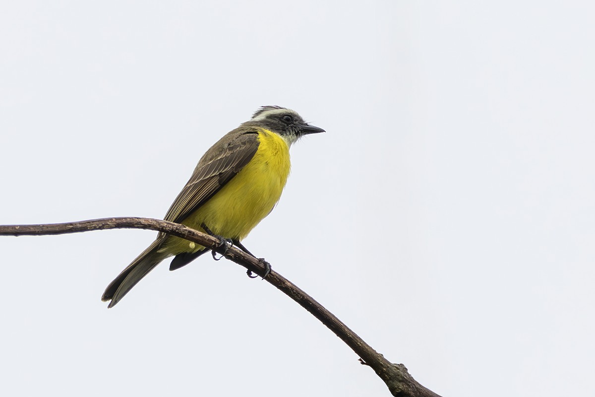 Красношапочный бентеви - ML645474335