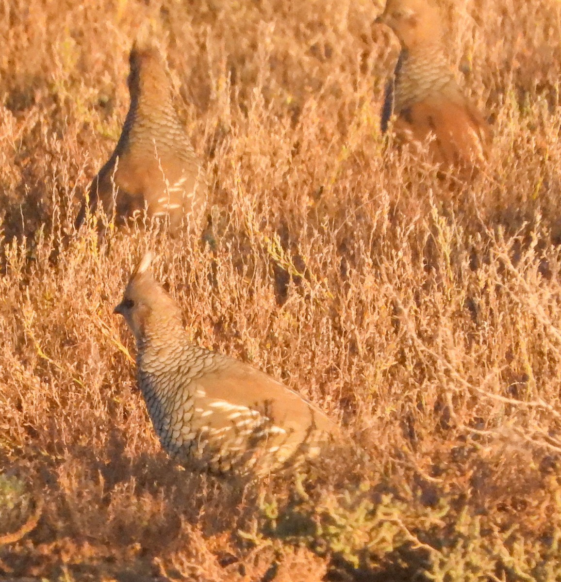 Scaled Quail - ML645474339