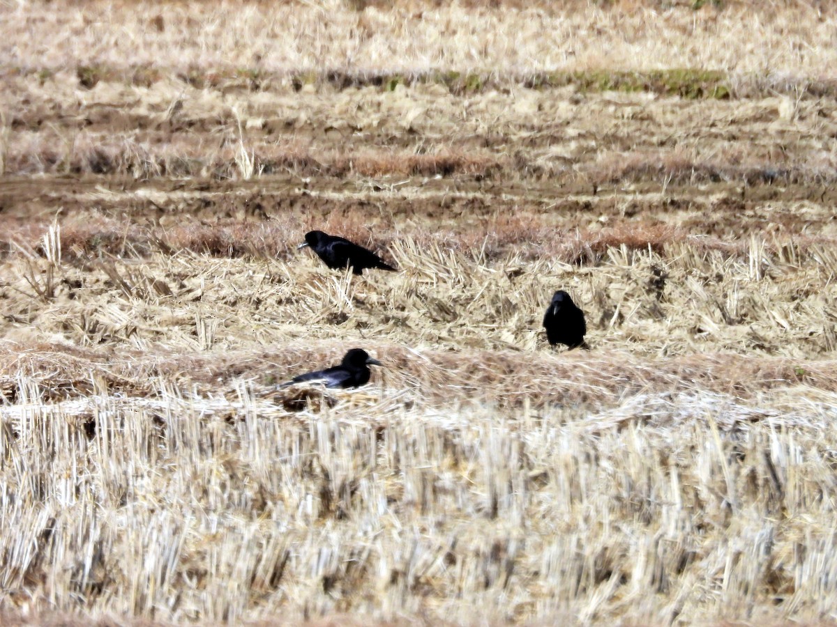 Corbeau freux - ML645474341