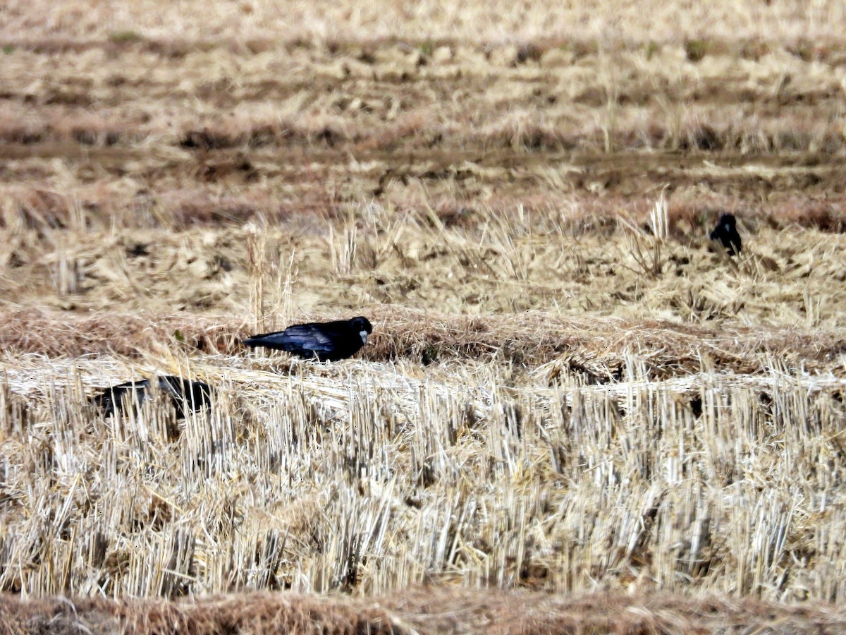 Corbeau freux - ML645474342