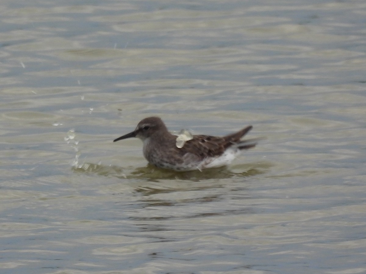 jespák tundrový - ML645474353