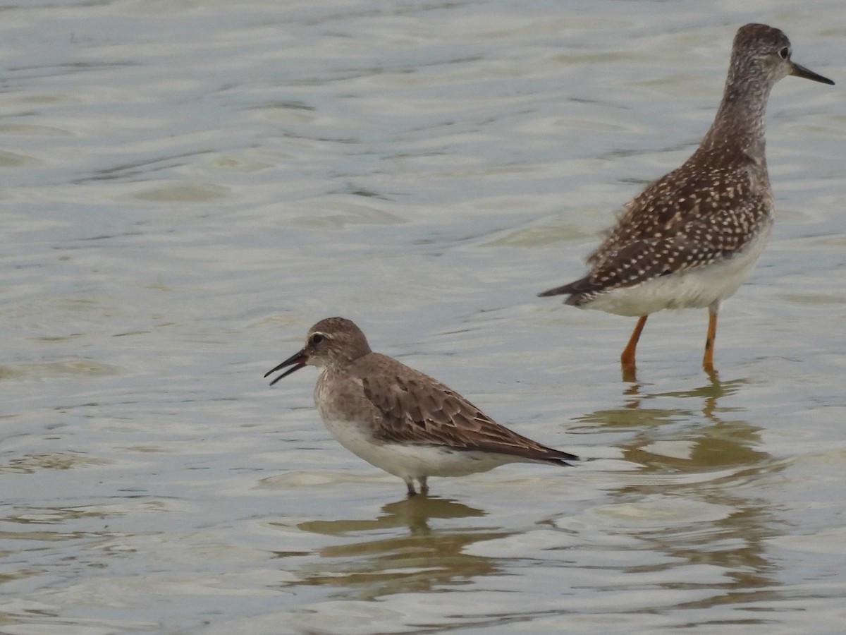 jespák tundrový - ML645474354