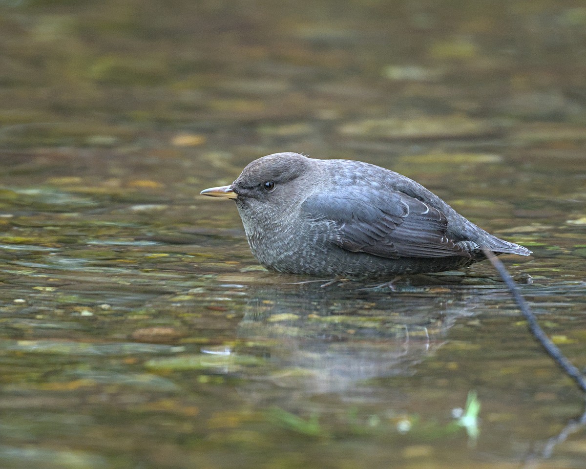 Ur-zozo iparramerikarra - ML645474361