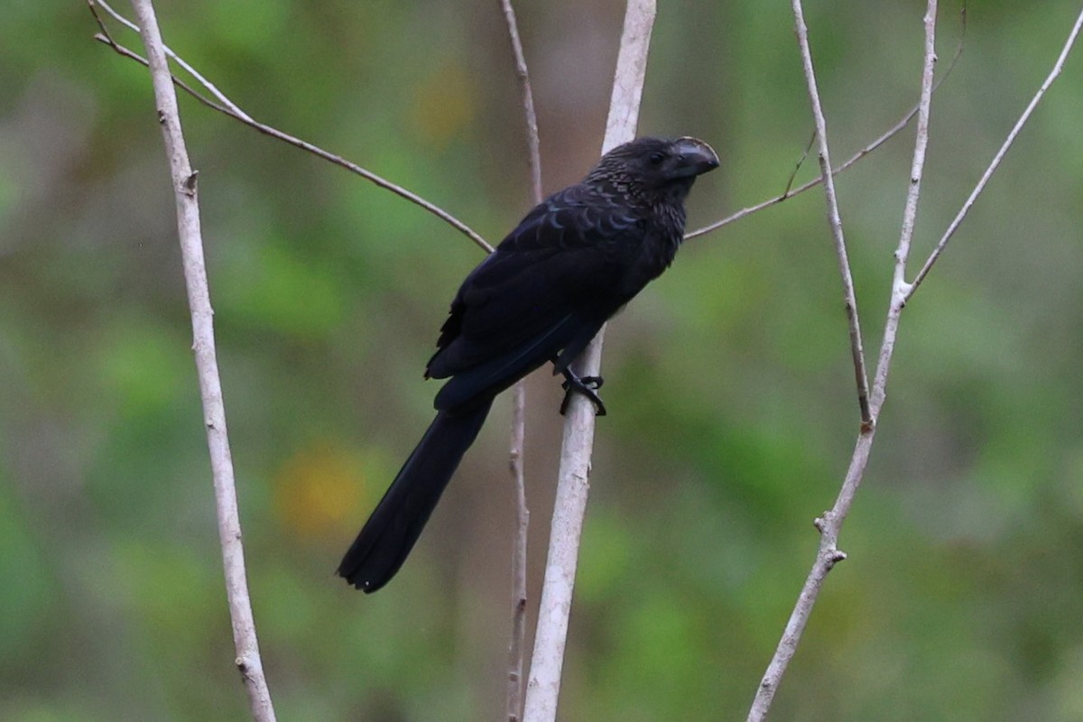 Smooth-billed Ani - ML645474362