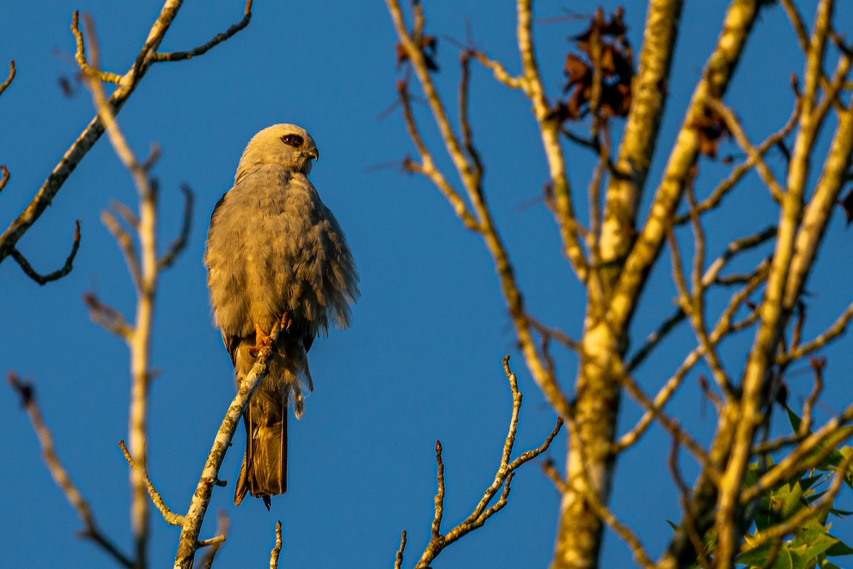 Mississippi Kite - ML645474364