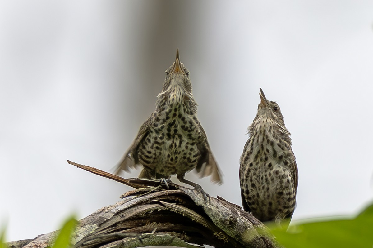 Thrush-like Wren - ML645474366