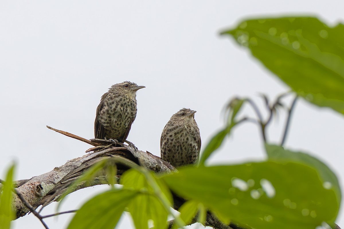 Thrush-like Wren - ML645474367