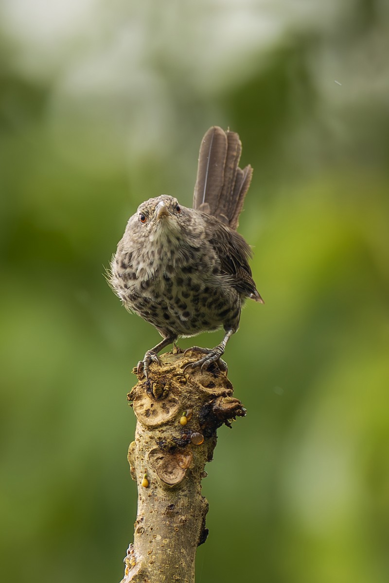 Thrush-like Wren - ML645474368