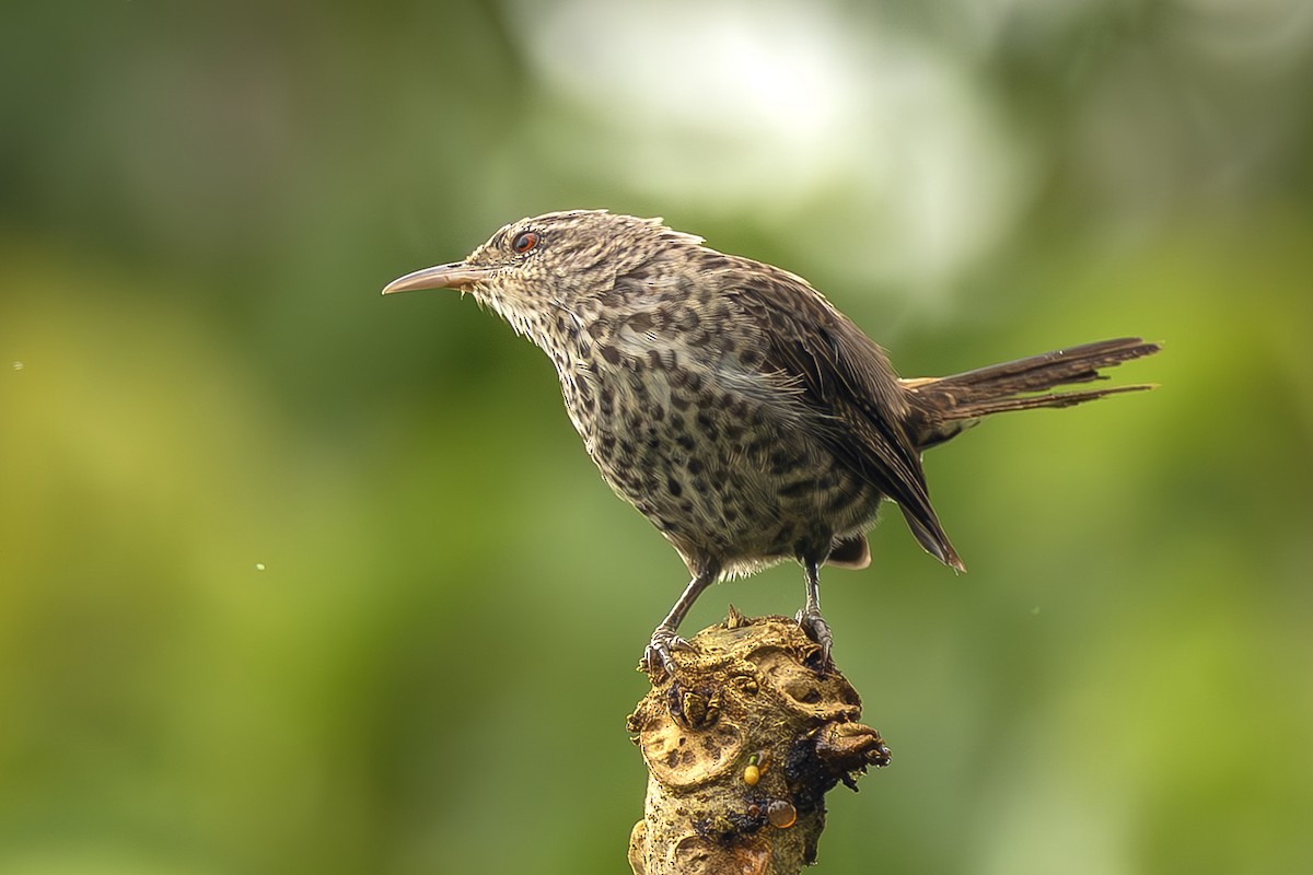 Thrush-like Wren - ML645474369