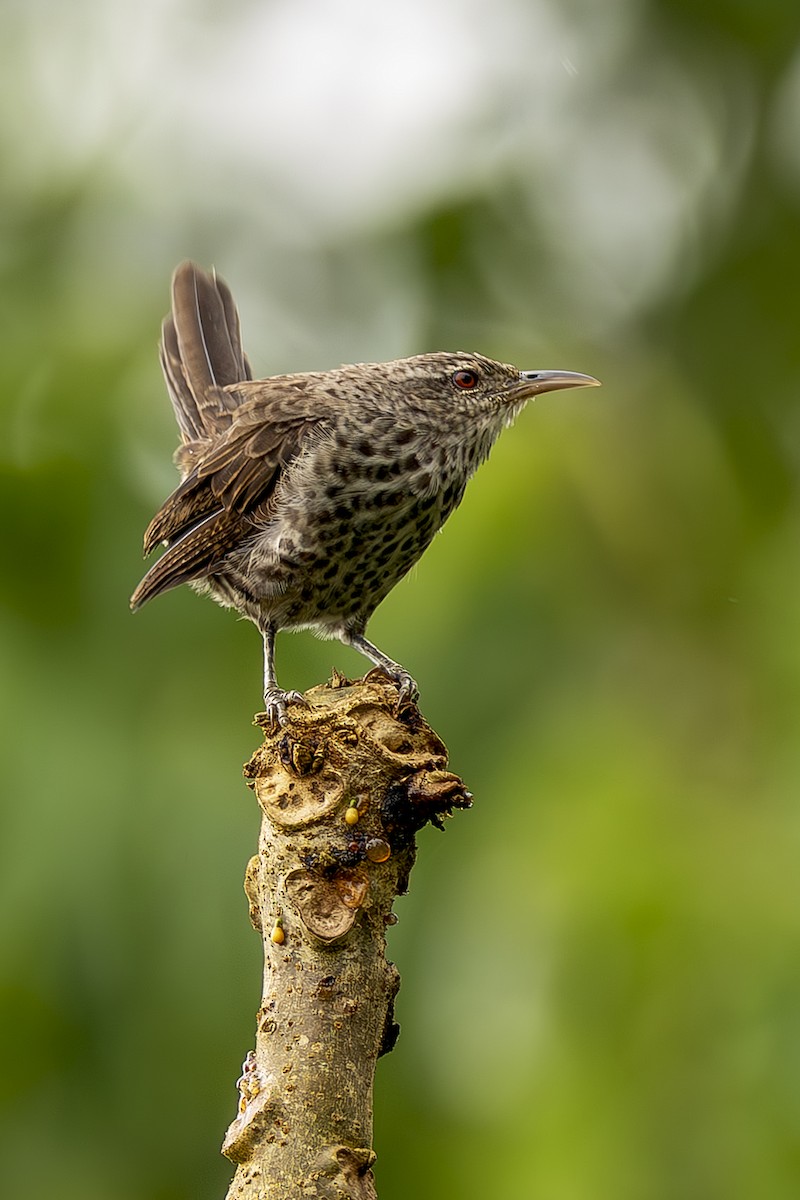 Thrush-like Wren - ML645474370