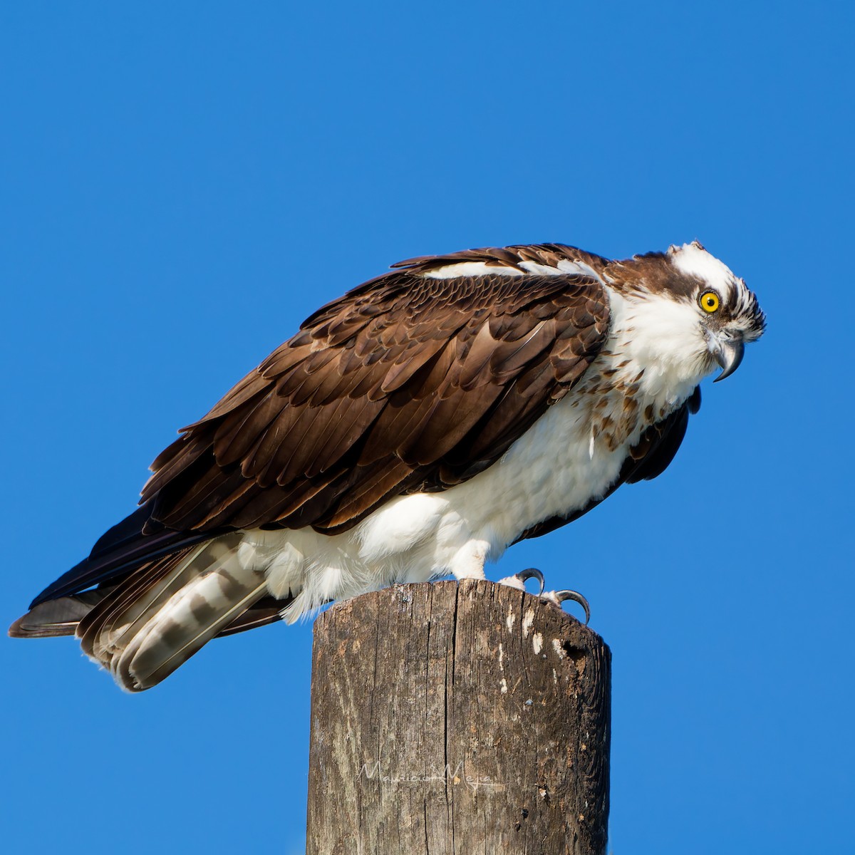 Osprey - ML645474372