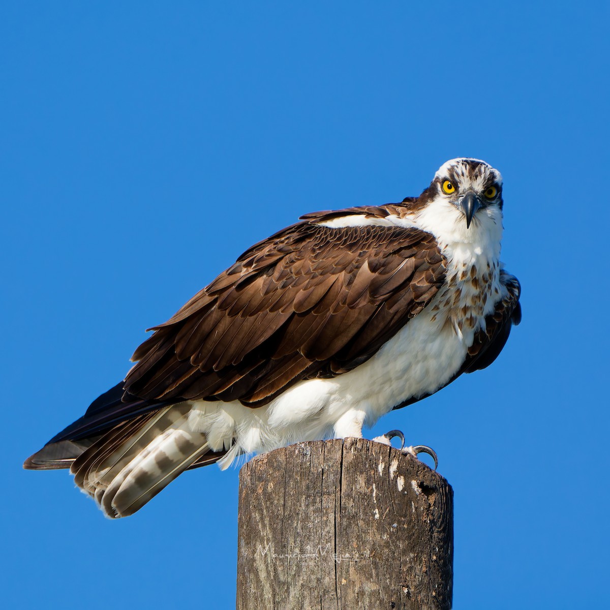 Osprey - ML645474373