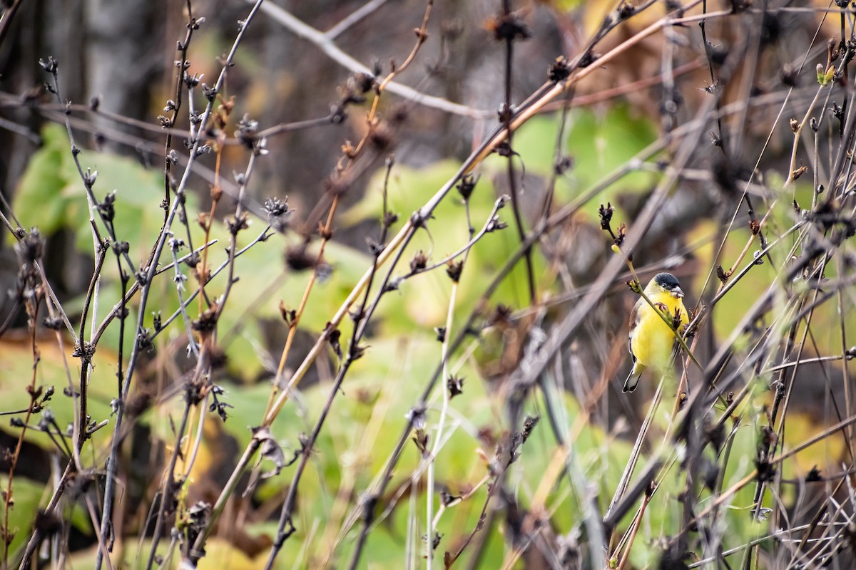 Lesser Goldfinch - ML645474376