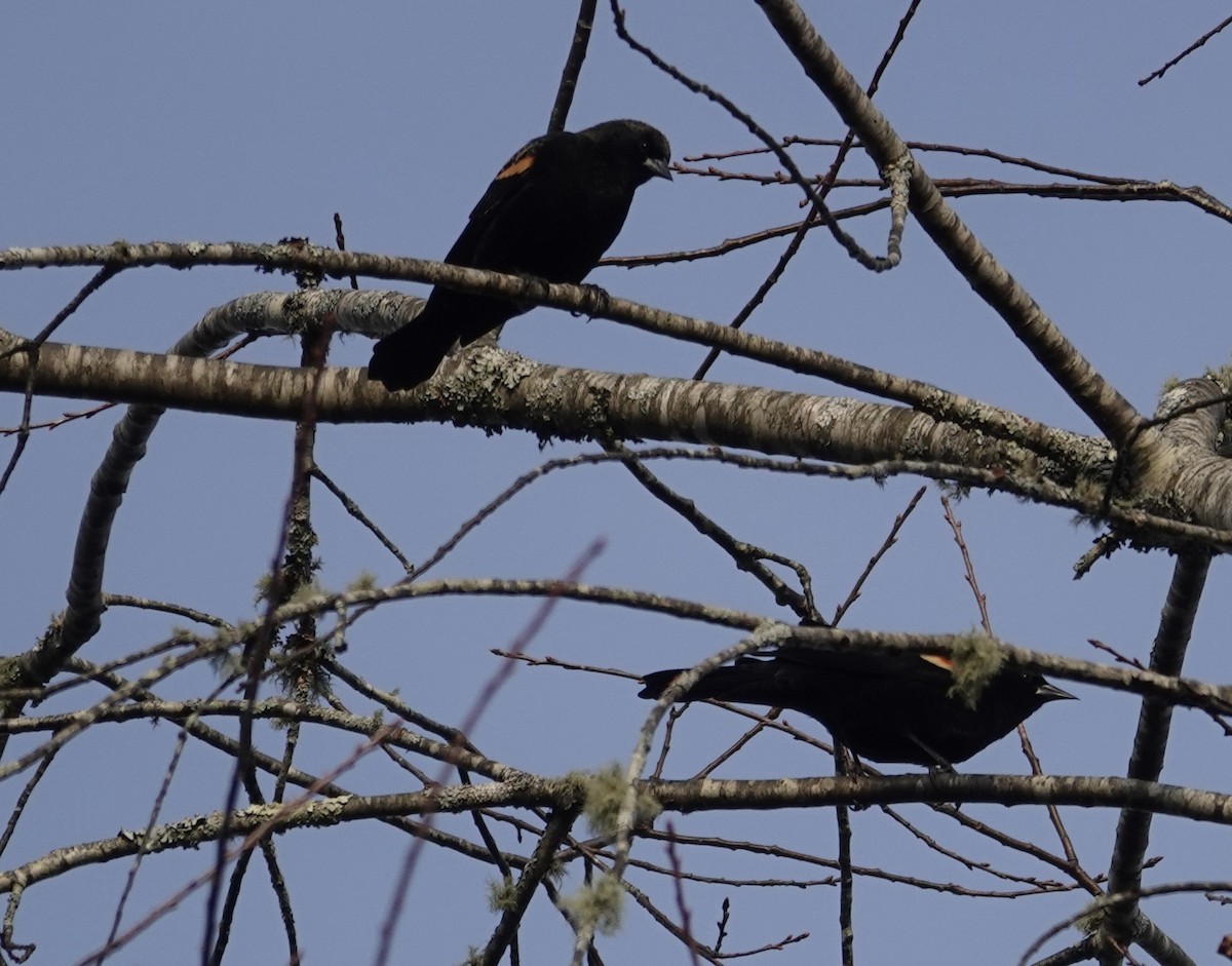 Красноплечий трупиал - ML645474388