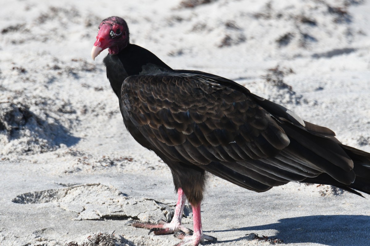 Turkey Vulture - ML645474393