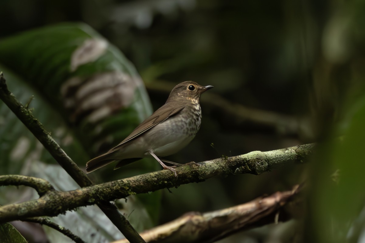 Swainson's Thrush - ML645474394