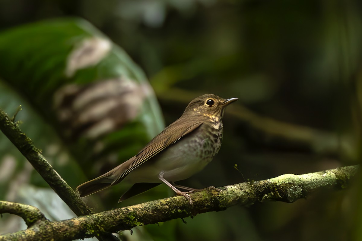 Swainson's Thrush - ML645474395