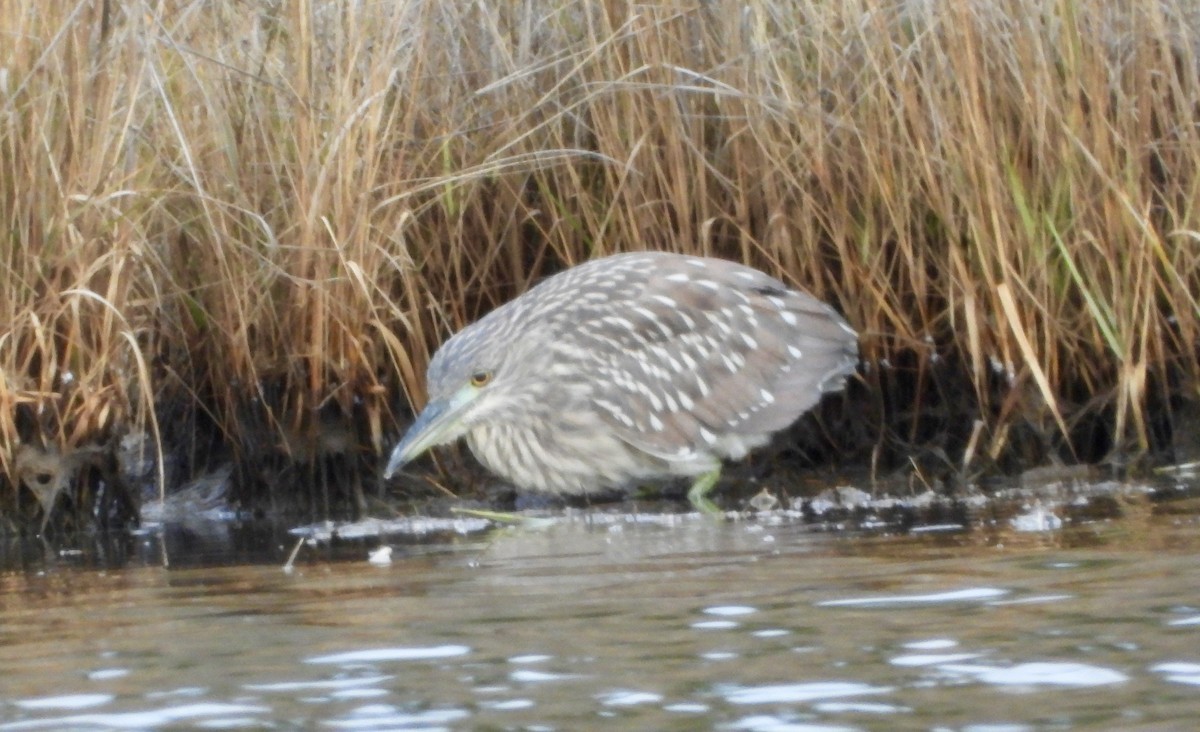 ゴイサギ - ML645474398