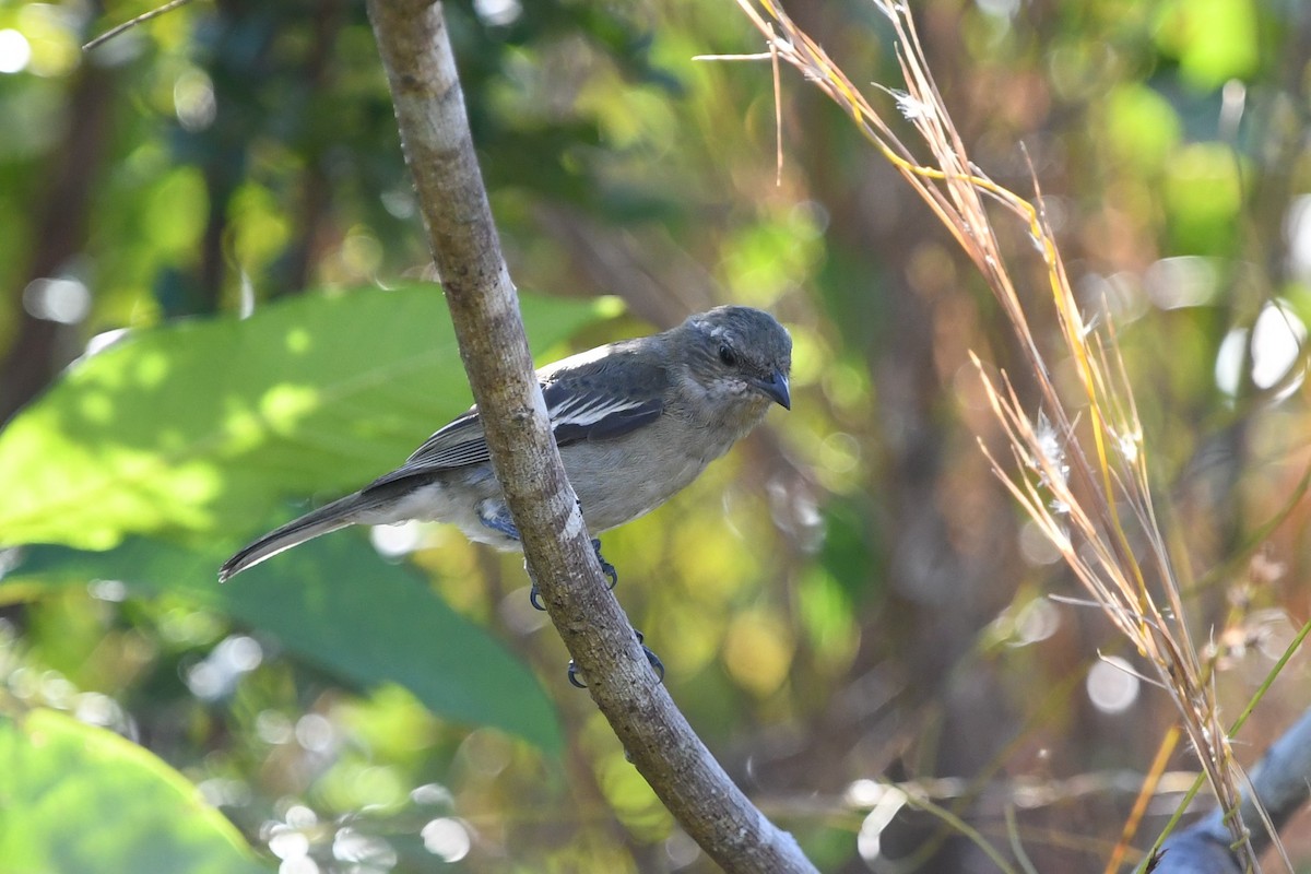 Western Spindalis (Bahamas Black-backed) - ML645474399