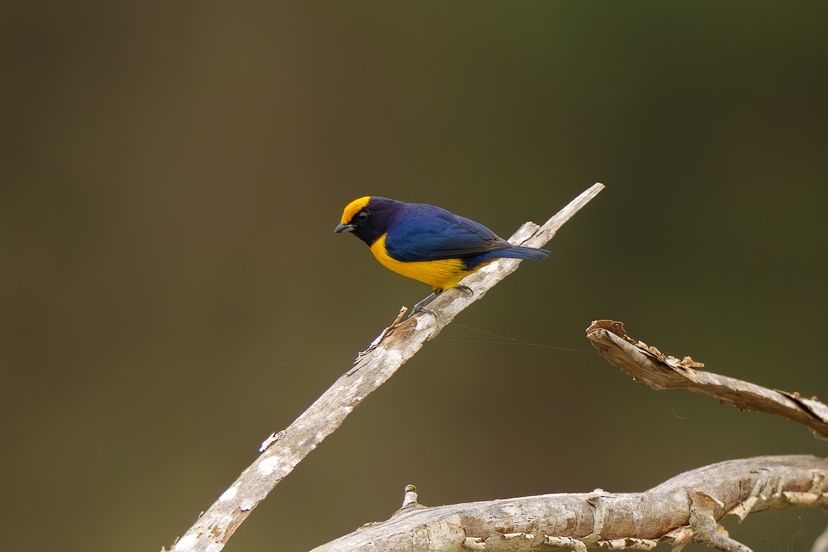 Orange-bellied Euphonia - ML645474417