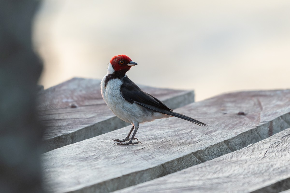 Red-capped Cardinal - ML645474422
