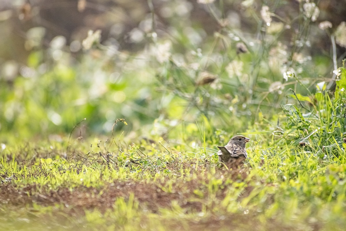 Golden-crowned Sparrow - ML645474427