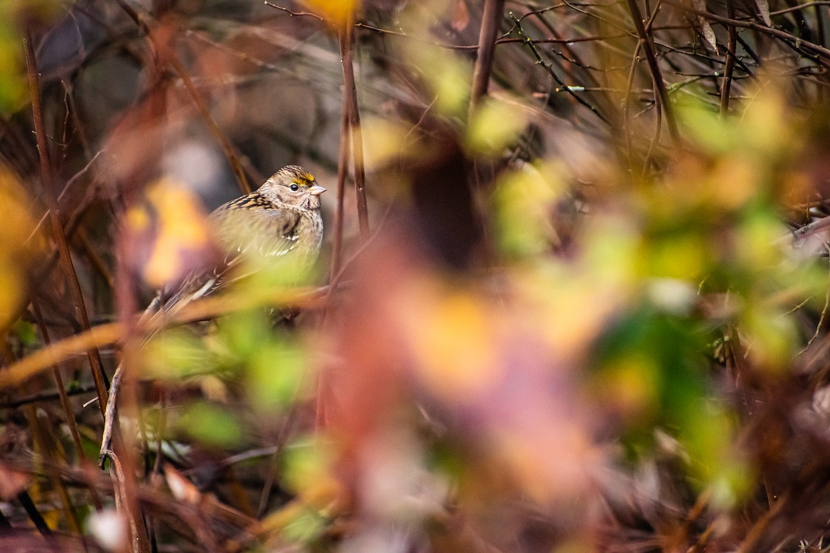 Golden-crowned Sparrow - ML645474428