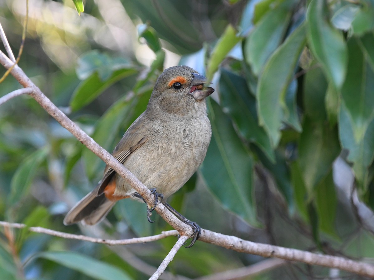 Greater Antillean Bullfinch - ML645474438