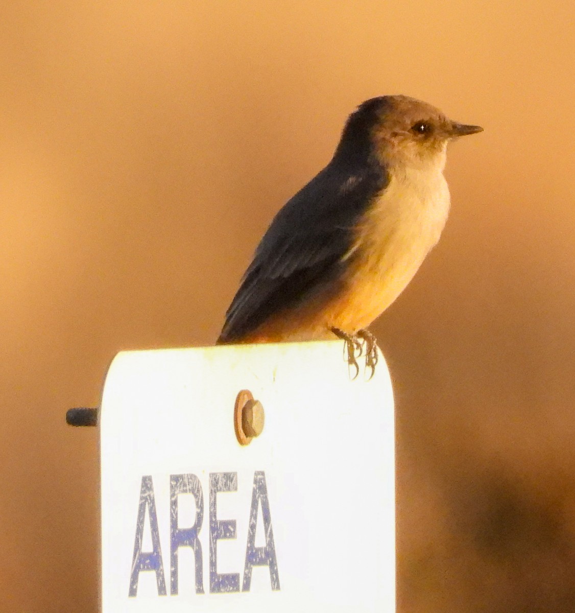 Say's Phoebe - ML645474444