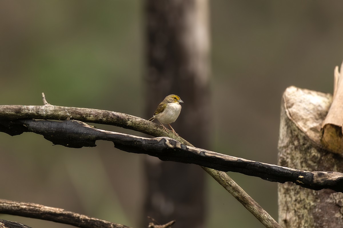 Yellow-browed Sparrow - ML645474445