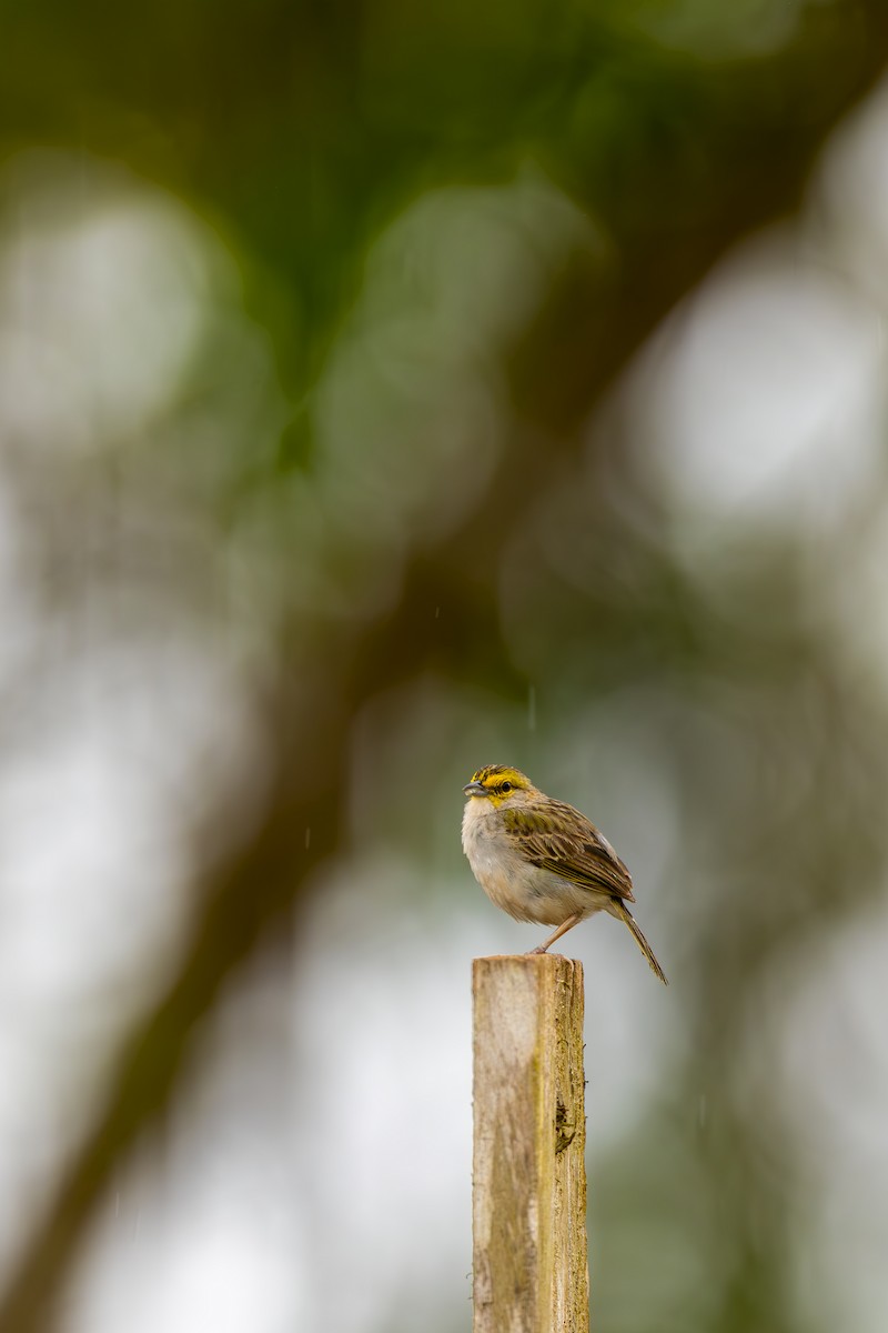 Yellow-browed Sparrow - ML645474446