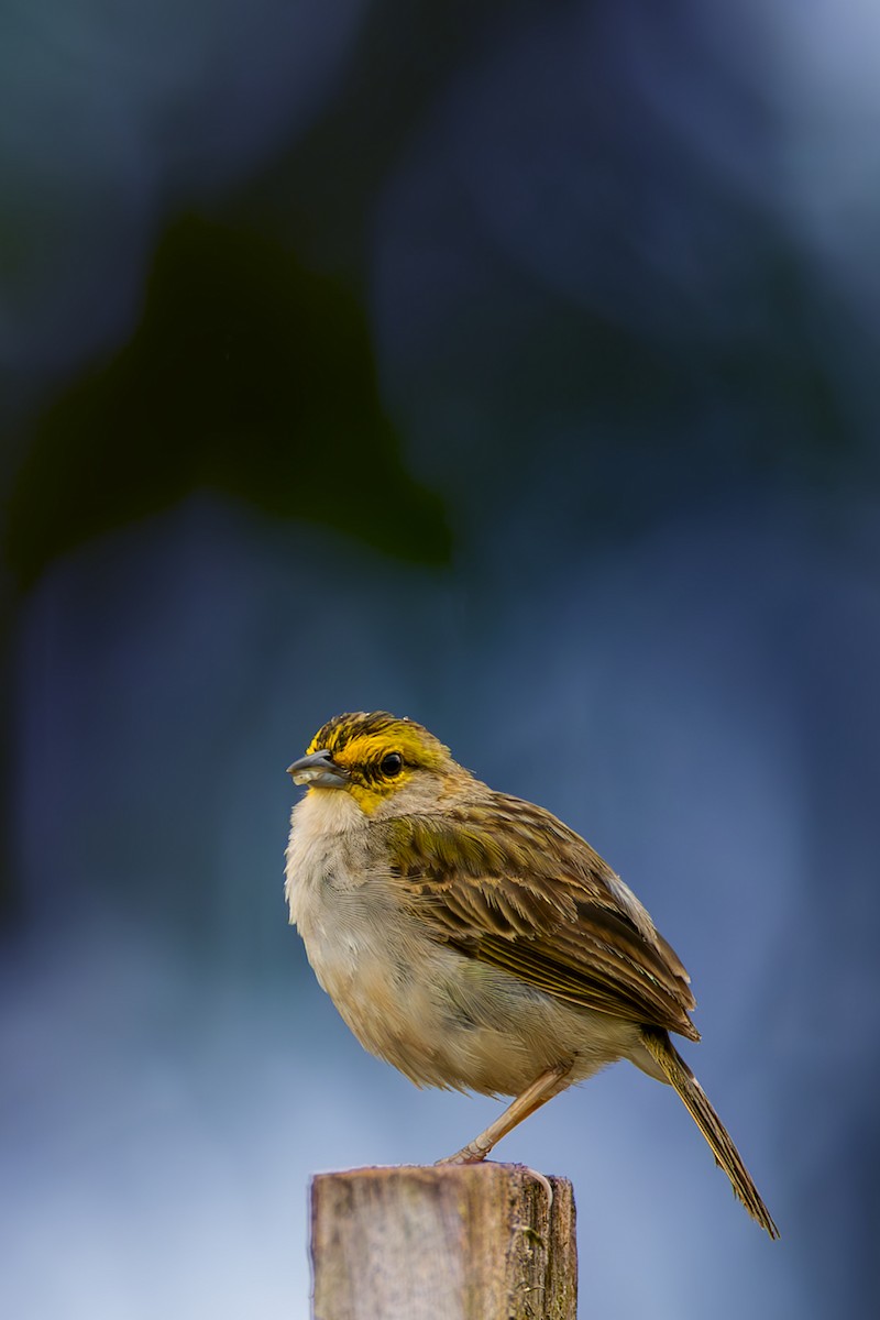 Yellow-browed Sparrow - ML645474447