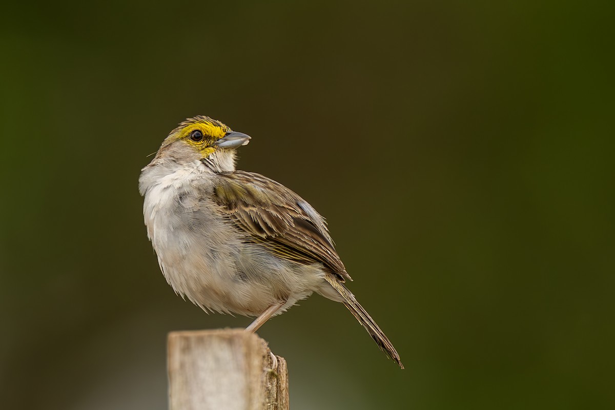Yellow-browed Sparrow - ML645474448
