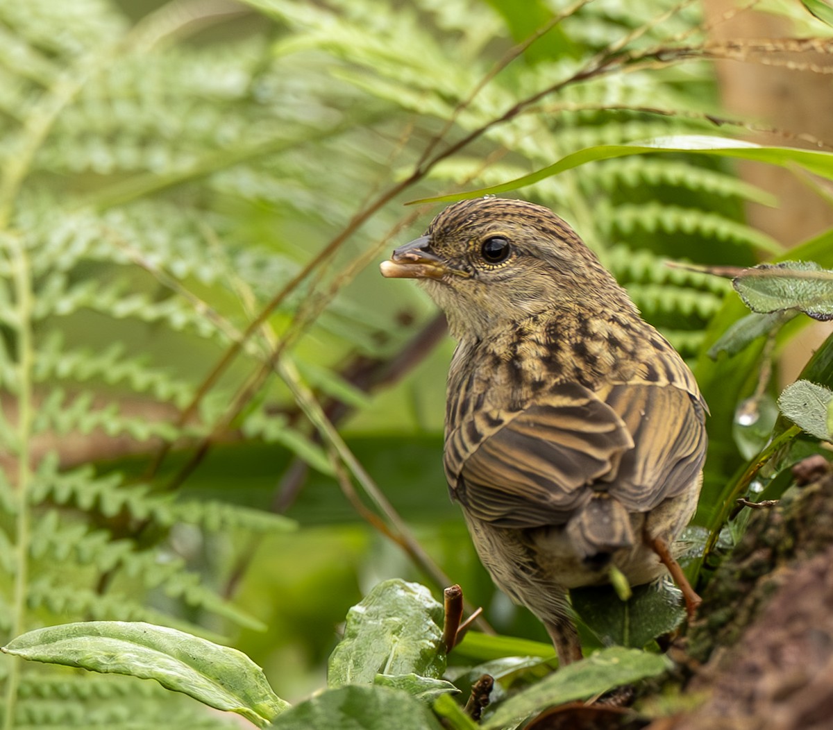 Yellow-browed Sparrow - ML645474449