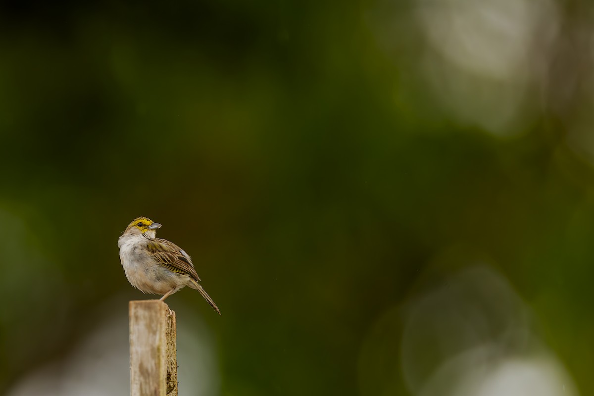 Yellow-browed Sparrow - ML645474450