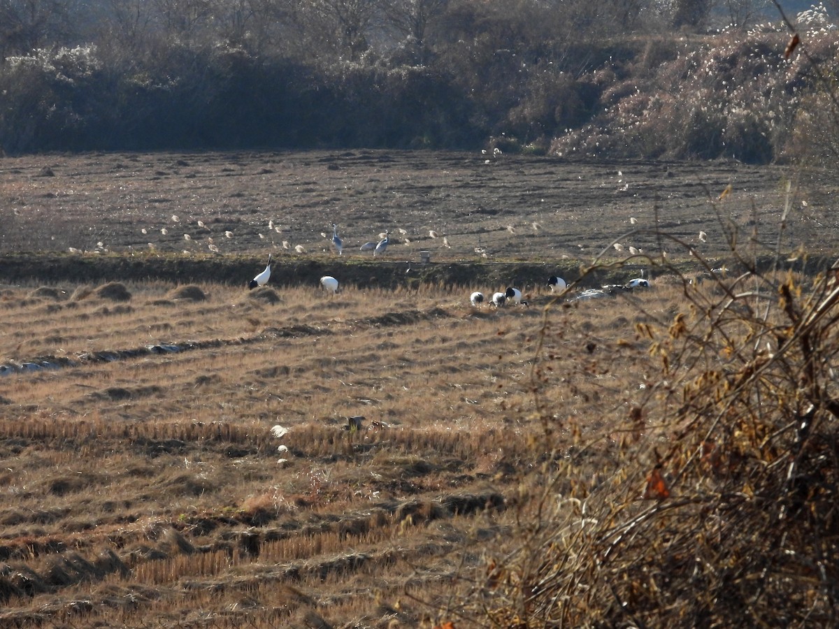 Grue du Japon - ML645474460