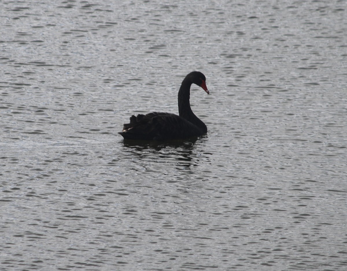 labuť černá - ML645474467