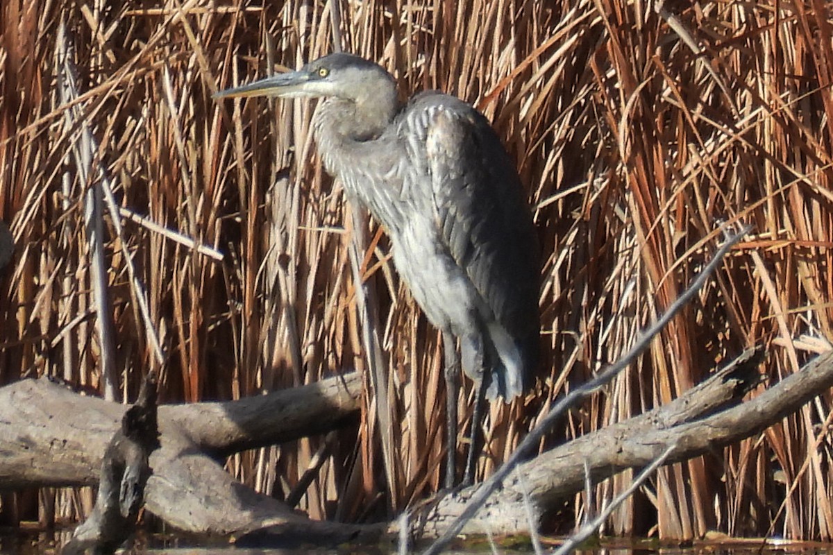 Great Blue Heron - ML645474469
