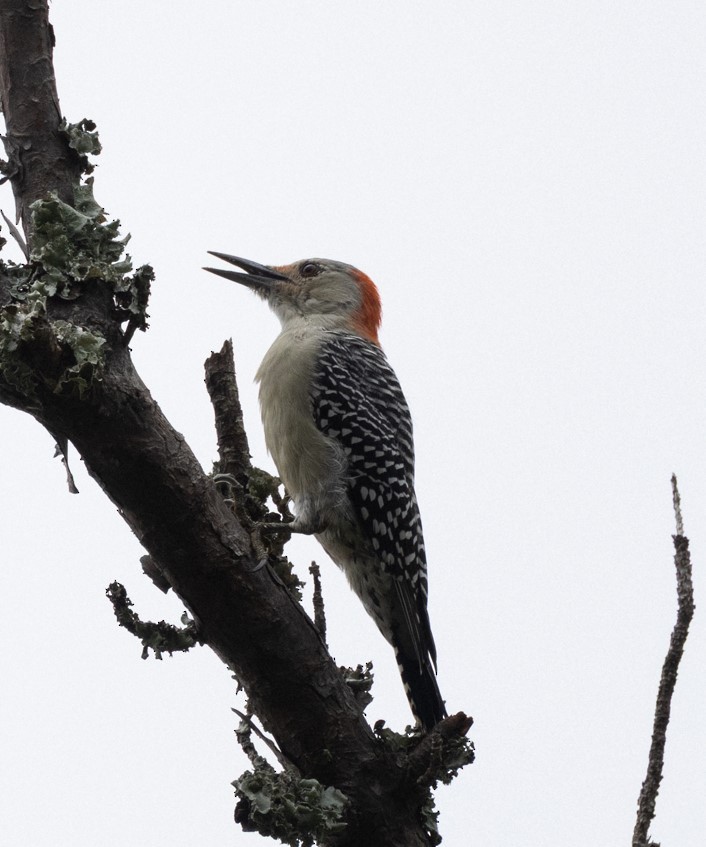 Red-bellied Woodpecker - ML645474472
