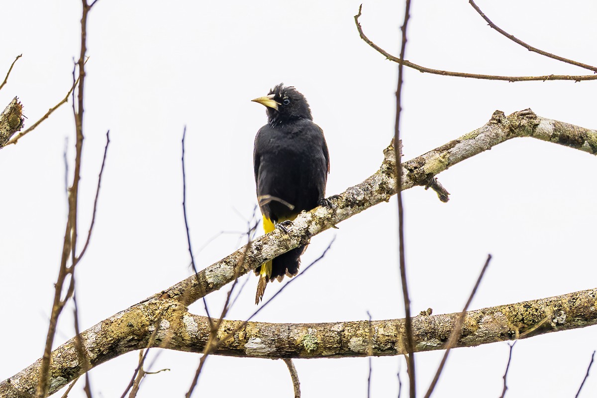 Yellow-rumped Cacique - ML645474473