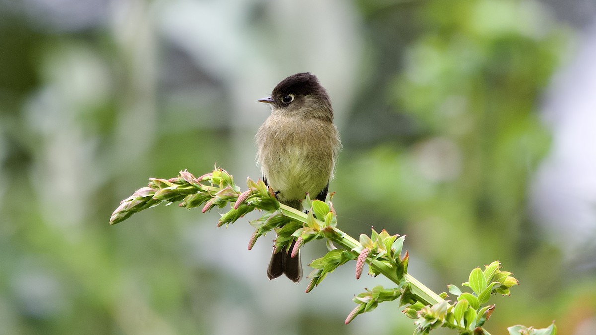 Black-capped Flycatcher - ML645474479