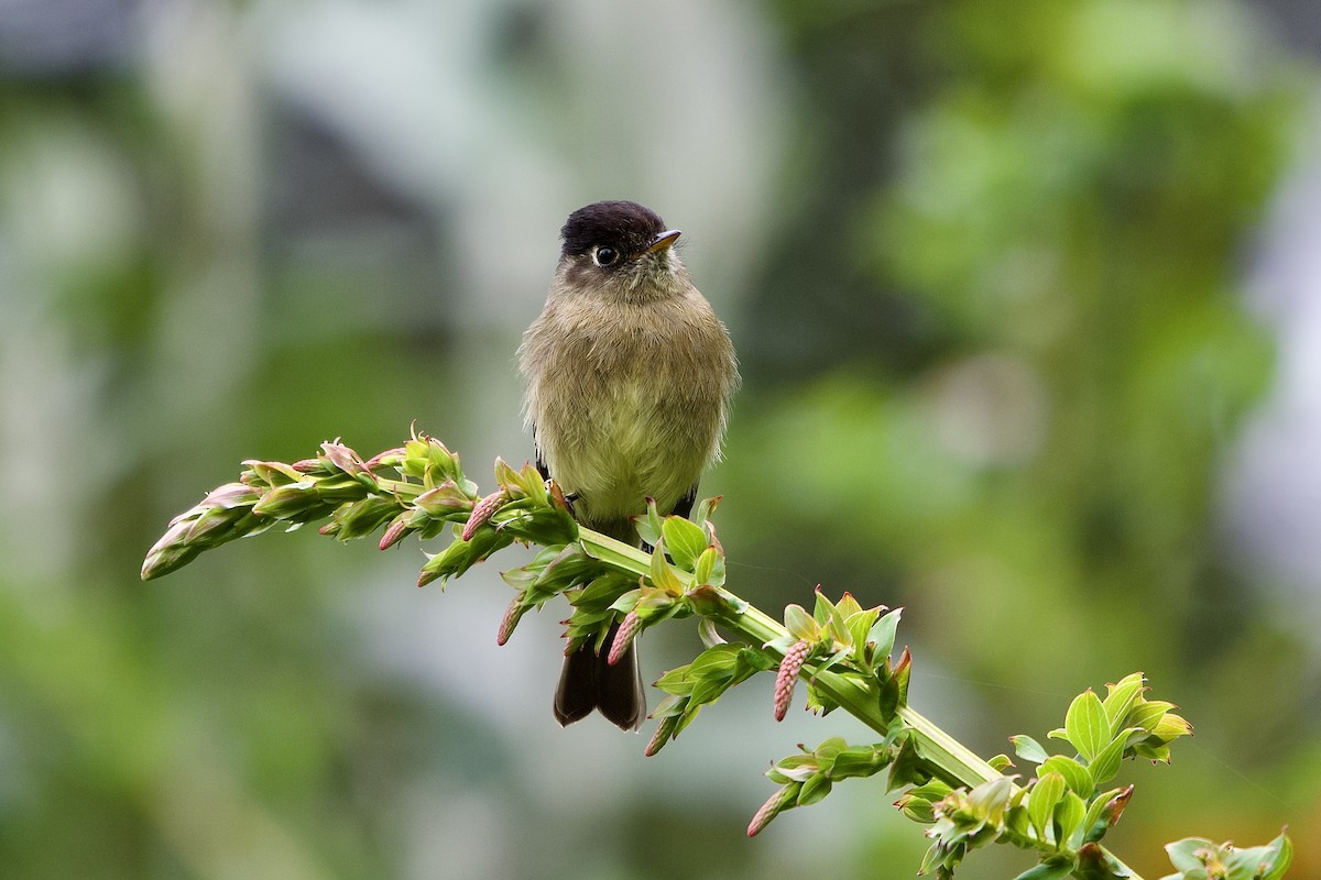 Black-capped Flycatcher - ML645474480