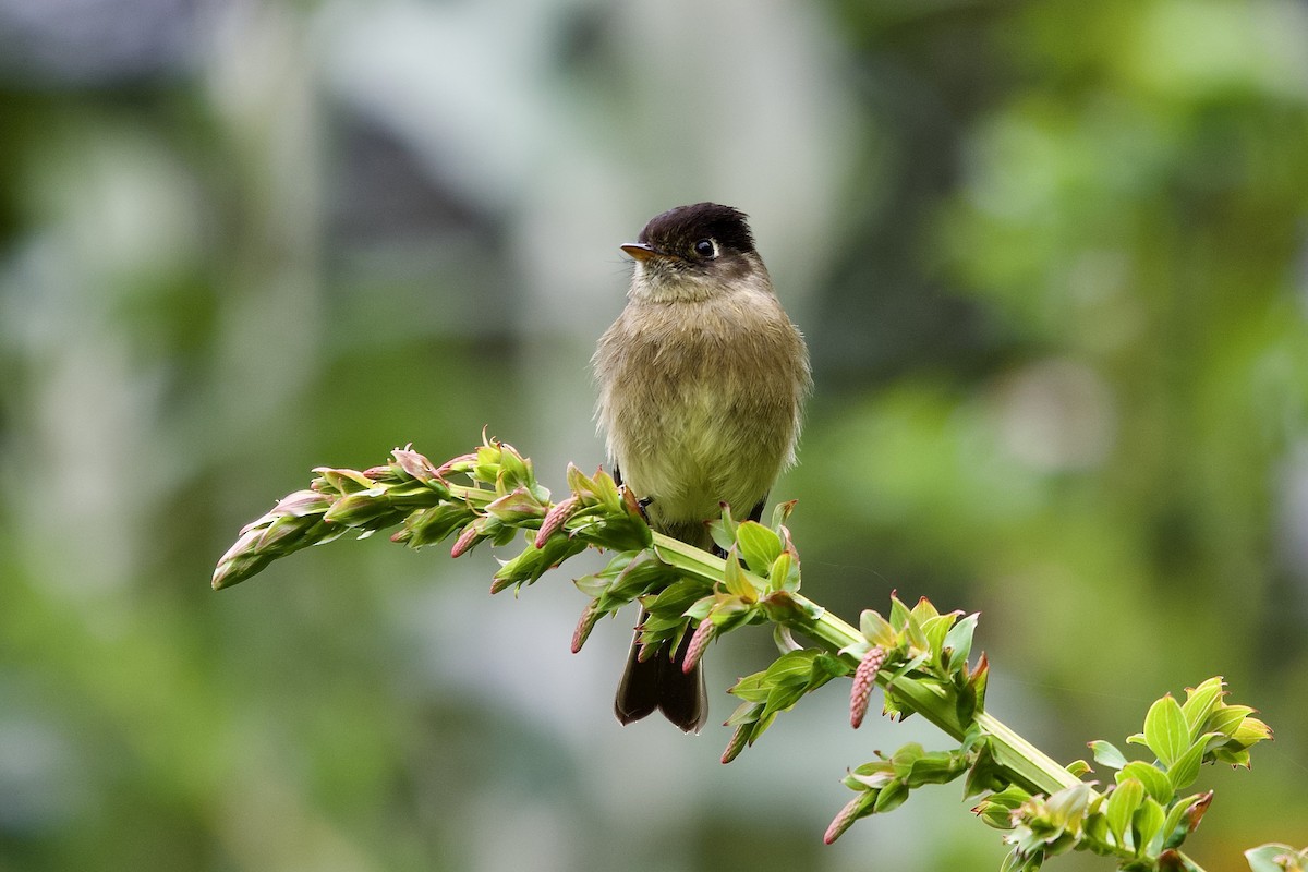 Black-capped Flycatcher - ML645474481