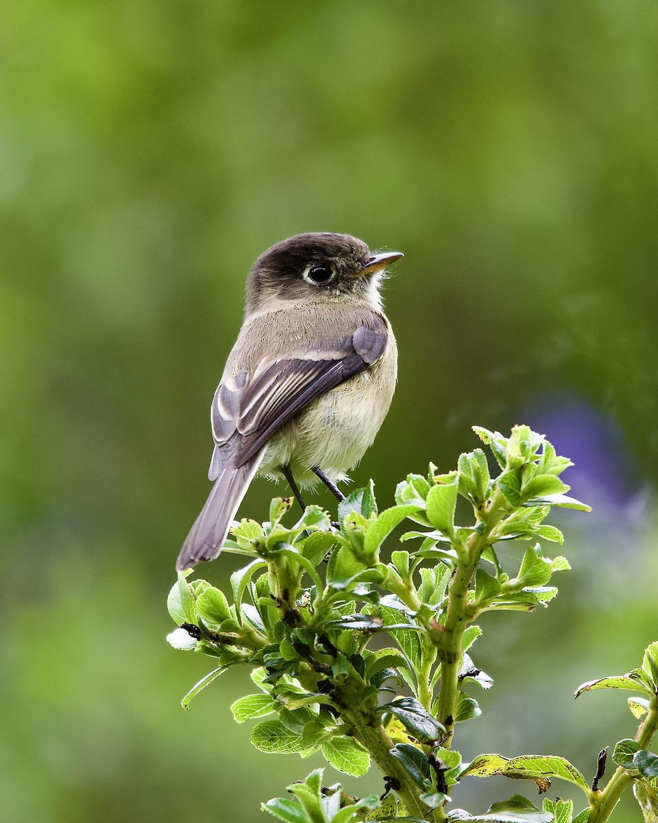 Black-capped Flycatcher - ML645474482