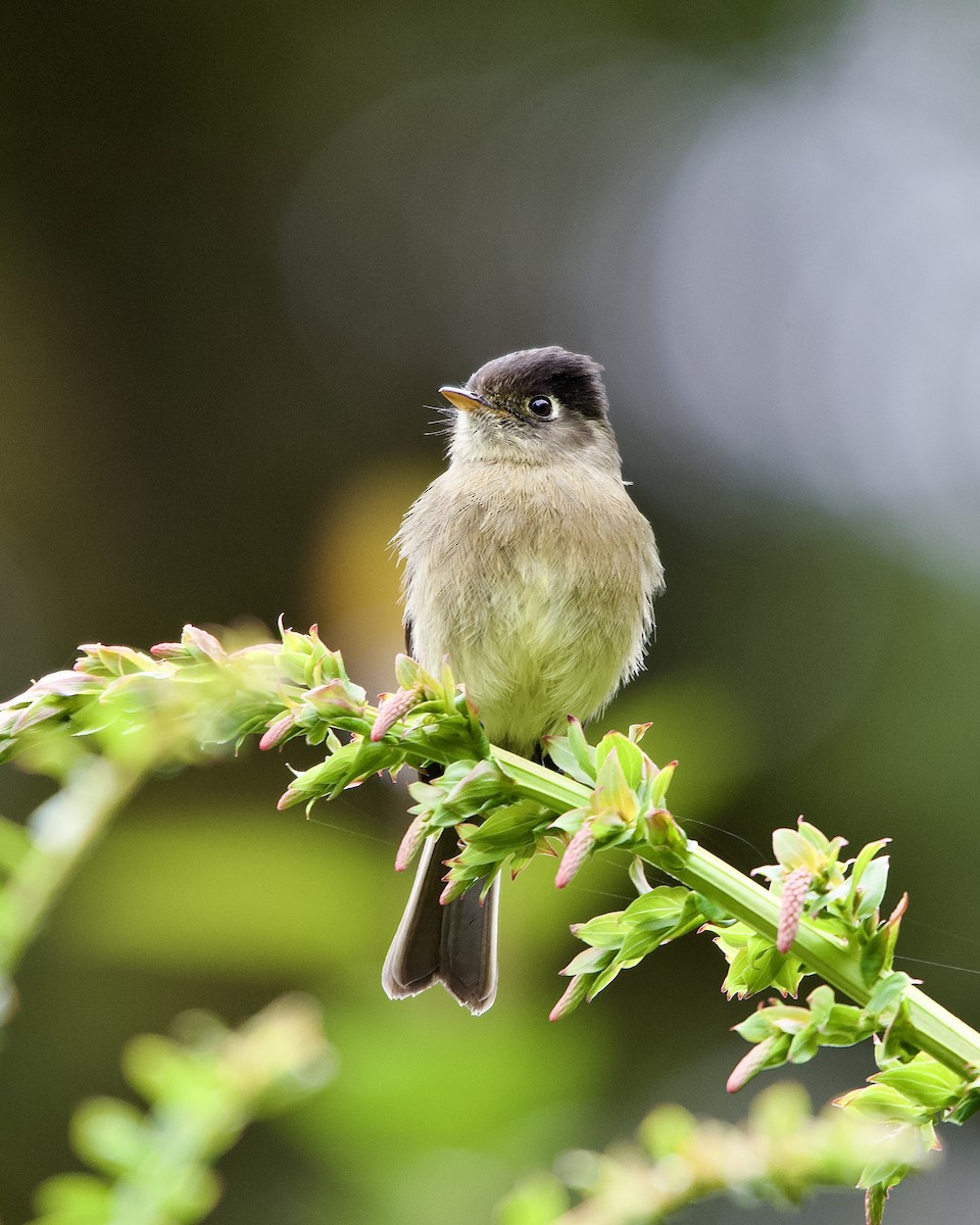 Black-capped Flycatcher - ML645474483