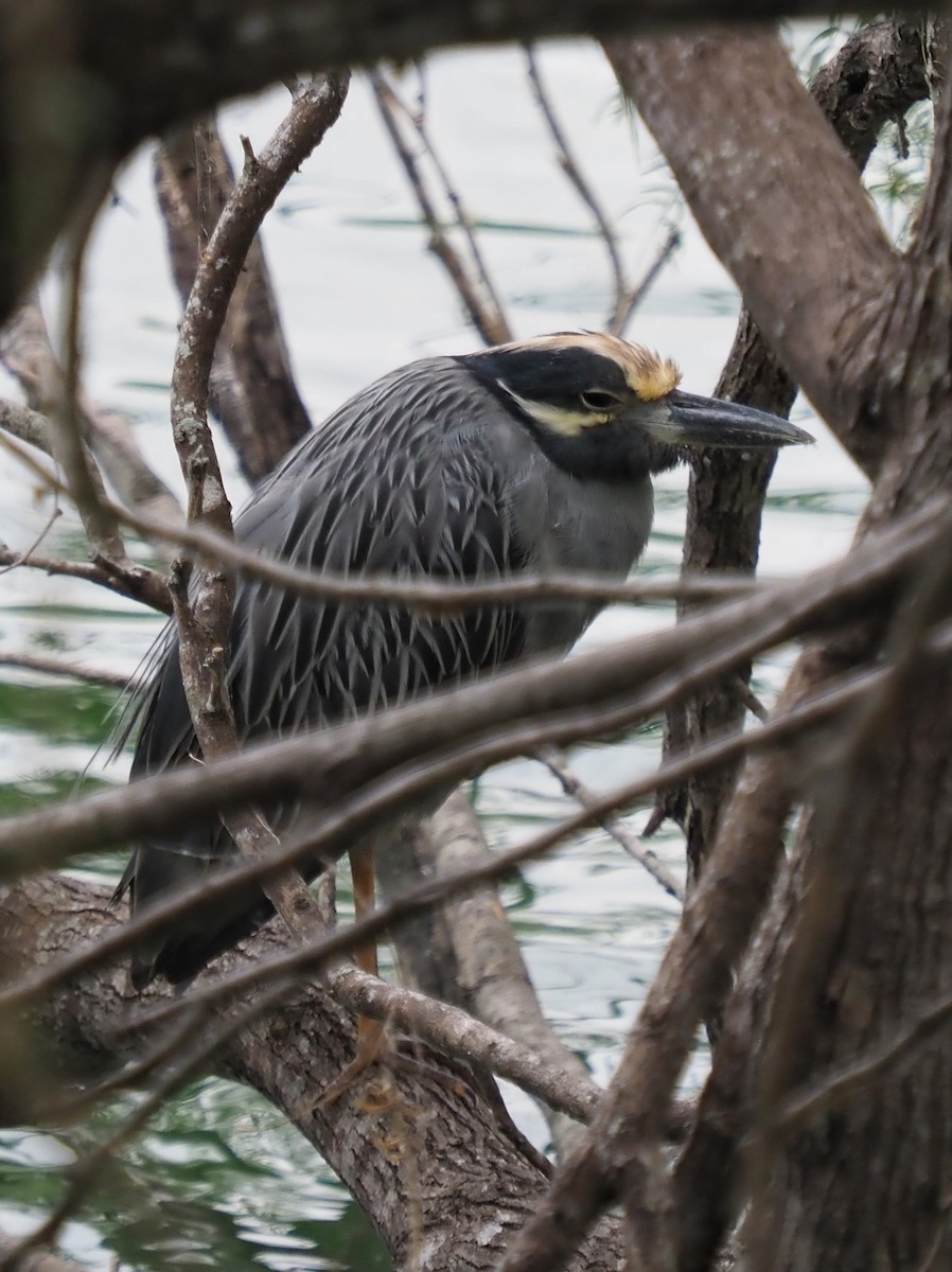 Yellow-crowned Night Heron - ML645474484